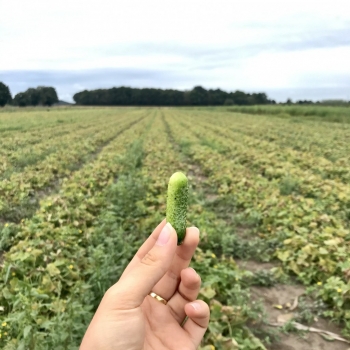 Savez-vous d’où viennent vos cornichons ? 