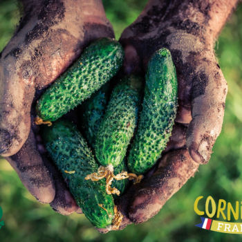 Les Cornichons Français
